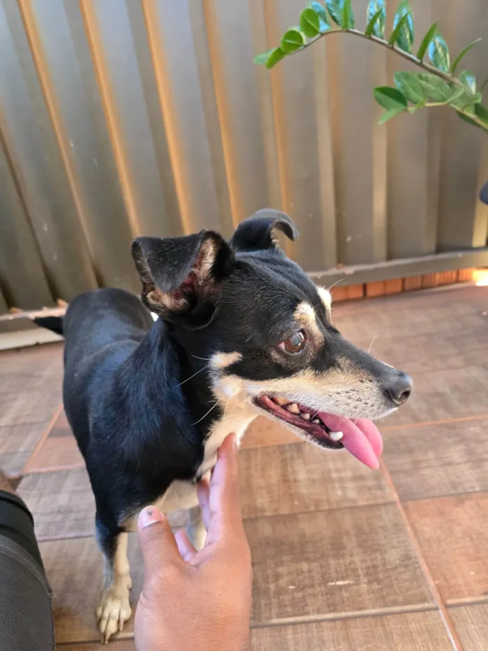 Cachorro ra a SRD-ViraLata idade 1 ano nome Sem nome