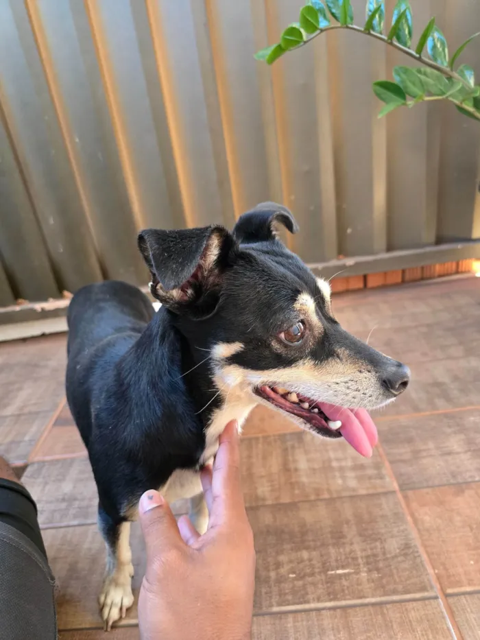 Cachorro ra a SRD-ViraLata idade 1 ano nome Sem nome