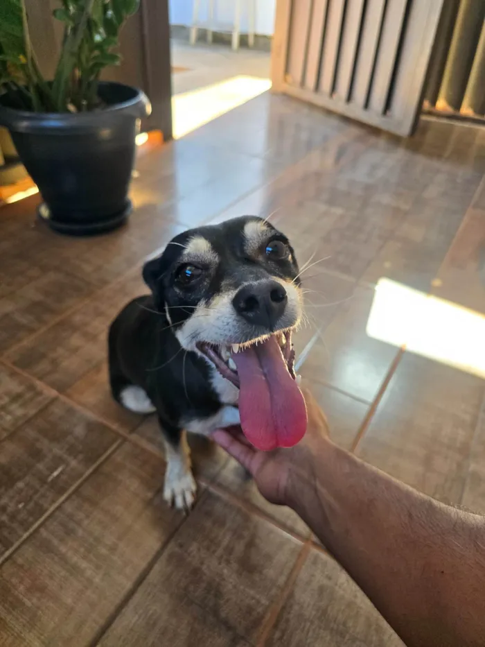 Cachorro ra a SRD-ViraLata idade 1 ano nome Sem nome