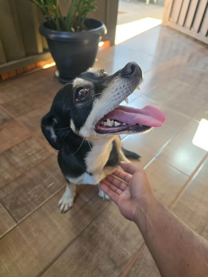 Cachorro ra a SRD-ViraLata idade 1 ano nome Sem nome