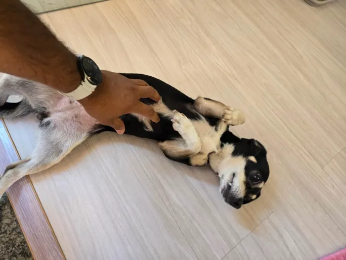 Cachorro ra a SRD-ViraLata idade 1 ano nome Sem nome
