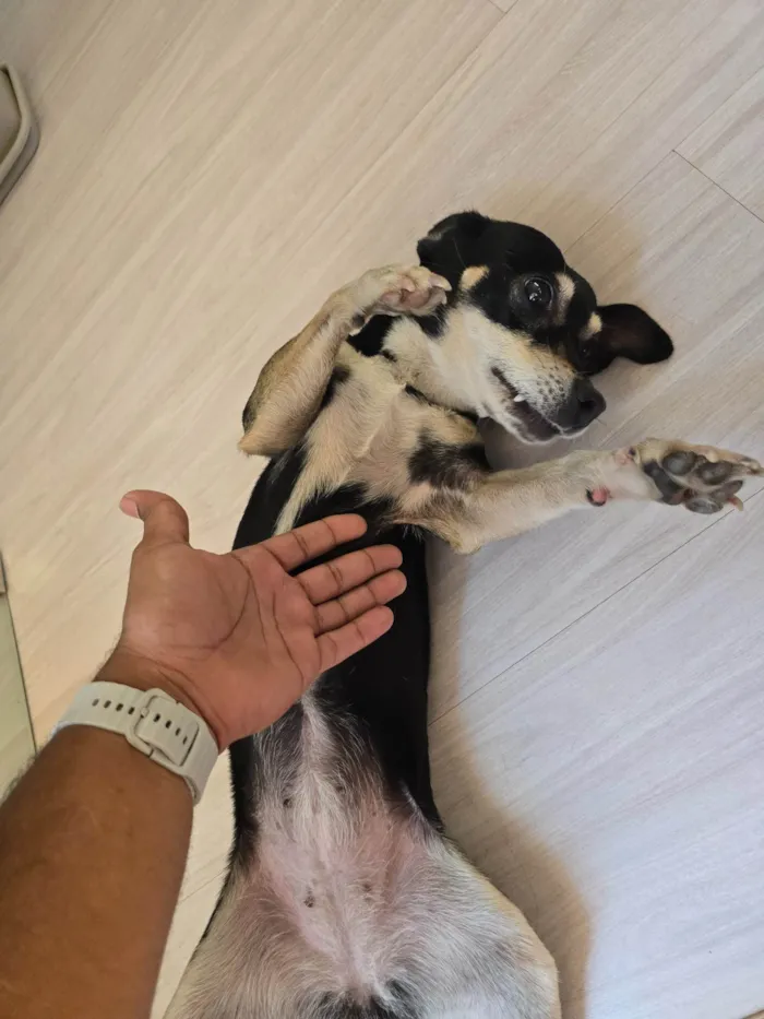 Cachorro ra a SRD-ViraLata idade 1 ano nome Sem nome