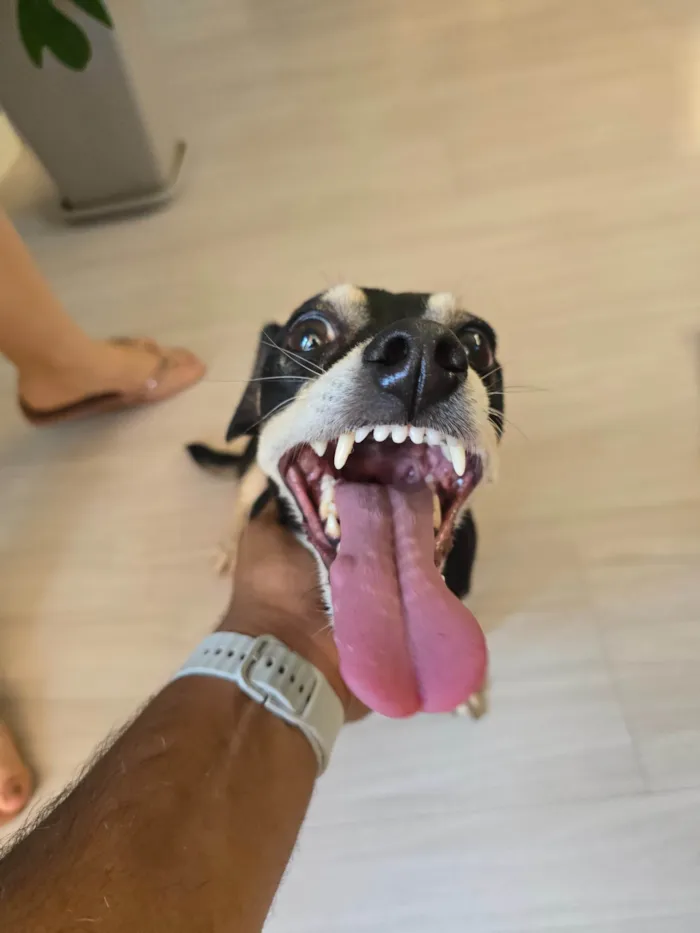Cachorro ra a SRD-ViraLata idade 1 ano nome Sem nome