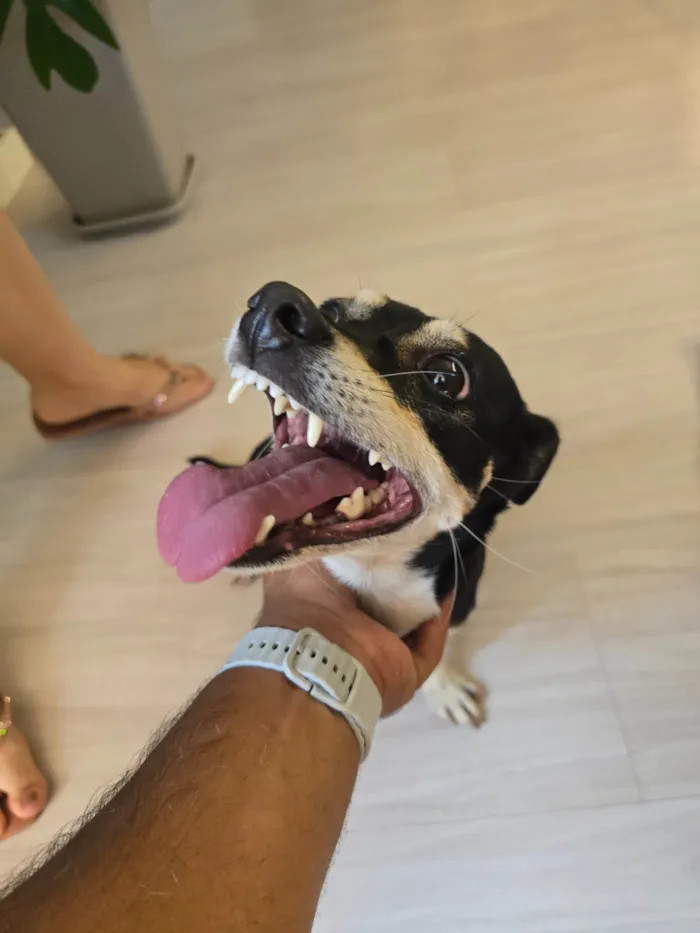 Cachorro ra a SRD-ViraLata idade 1 ano nome Sem nome