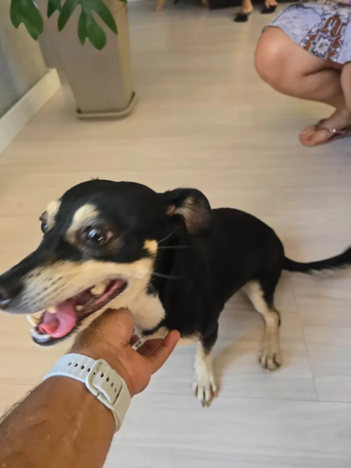 Cachorro ra a SRD-ViraLata idade 1 ano nome Sem nome