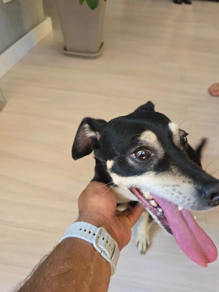Cachorro ra a SRD-ViraLata idade 1 ano nome Sem nome