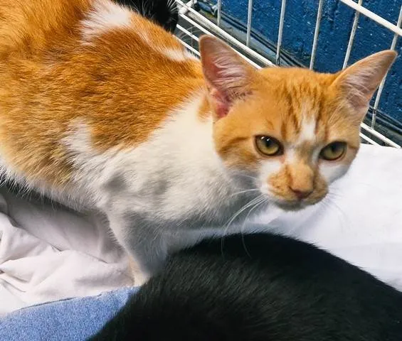 Gato ra a SRD-ViraLata idade 2 a 6 meses nome GIGIO LARANJA
