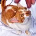 GIGIO LARANJA