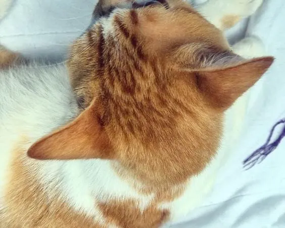 Gato ra a SRD-ViraLata idade 2 a 6 meses nome GIGIO LARANJA