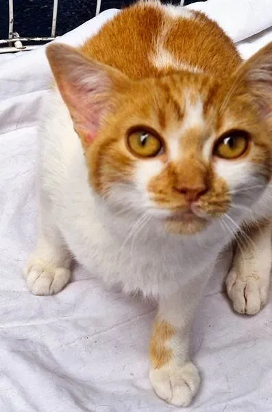 Gato ra a SRD-ViraLata idade 2 a 6 meses nome GIGIO LARANJA