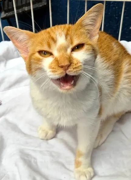 Gato ra a SRD-ViraLata idade 2 a 6 meses nome GIGIO LARANJA