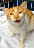 GIGIO LARANJA