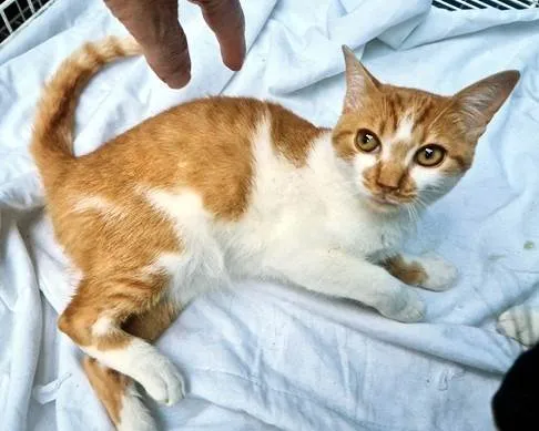 Gato ra a SRD-ViraLata idade 2 a 6 meses nome GIGIO LARANJA