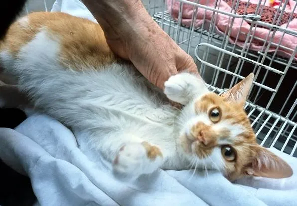 Gato ra a SRD-ViraLata idade 2 a 6 meses nome GIGIO LARANJA