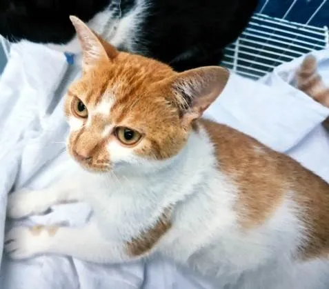 Gato ra a SRD-ViraLata idade 2 a 6 meses nome GIGIO LARANJA