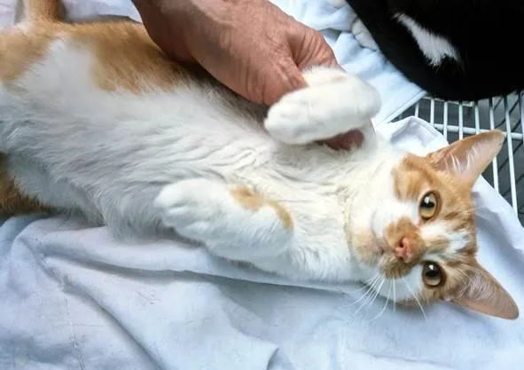 Gato ra a SRD-ViraLata idade 2 a 6 meses nome GIGIO LARANJA