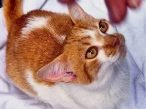 Gato raça SRD-ViraLata idade 2 a 6 meses nome GIGIO LARANJA