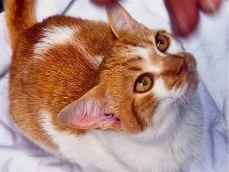 Gato ra a SRD-ViraLata idade 2 a 6 meses nome GIGIO LARANJA