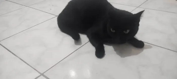 Gato ra a SRD-ViraLata idade 6 ou mais anos nome Banguela
