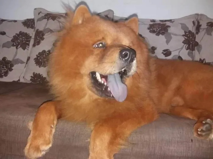 Cachorro ra a Chow Chow idade 6 ou mais anos nome ZEUS