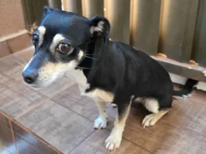 Cachorro raça SRD-ViraLata idade 1 ano nome Sem nome