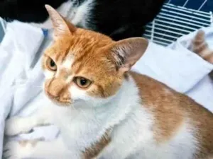Gato raça SRD-ViraLata idade 2 a 6 meses nome GIGIO LARANJA