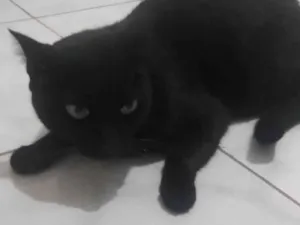 Gato raça SRD-ViraLata idade 6 ou mais anos nome Banguela