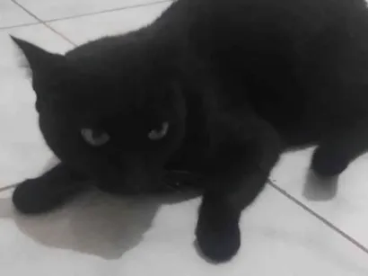 Gato raça SRD-ViraLata idade 6 ou mais anos nome Banguela