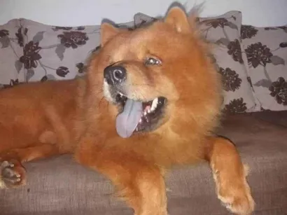 Cachorro raça Chow Chow idade 6 ou mais anos nome ZEUS