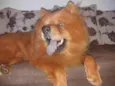 ZEUS