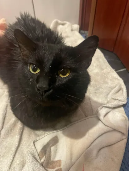 Gato raça SRD-ViraLata idade 7 a 11 meses nome Banguela 