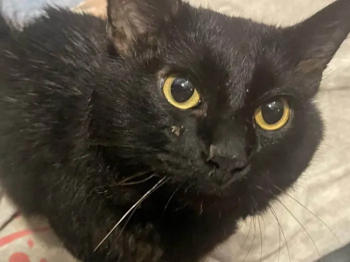 Gato ra a SRD-ViraLata idade 7 a 11 meses nome Banguela 