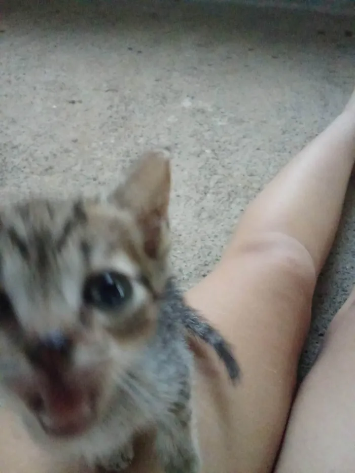 Gato ra a SRD-ViraLata idade 2 a 6 meses nome Sem nome