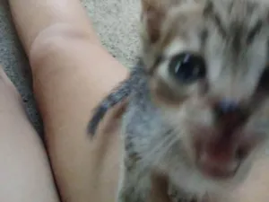 Gato raça SRD-ViraLata idade 2 a 6 meses nome Sem nome