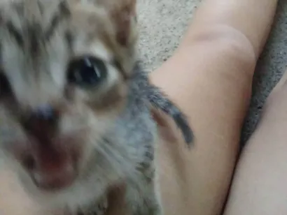 Gato raça SRD-ViraLata idade 2 a 6 meses nome Sem nome