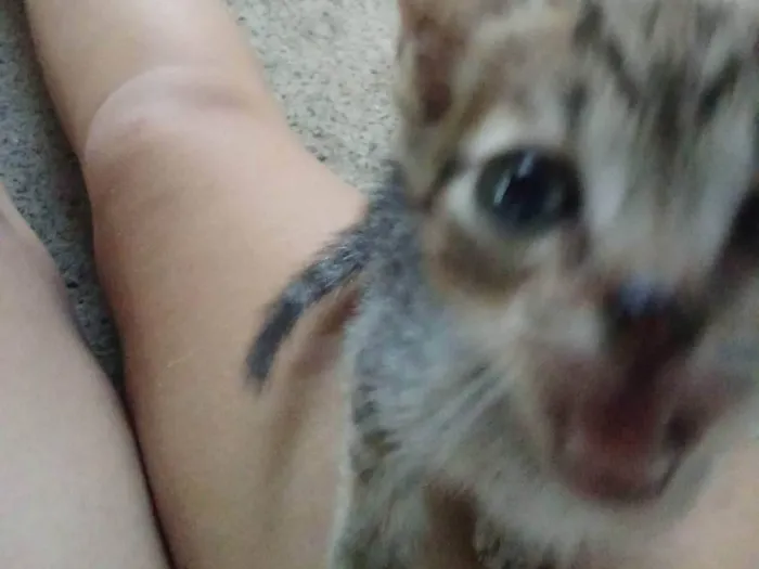 Gato ra a SRD-ViraLata idade 2 a 6 meses nome Sem nome