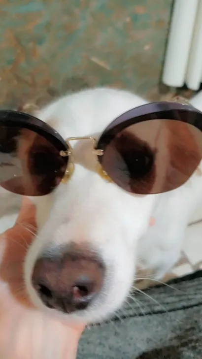 Cachorro raça SRD-ViraLata idade 3 anos nome BRYAN 