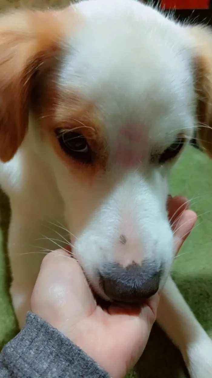 Cachorro ra a SRD-ViraLata idade 3 anos nome BRYAN 