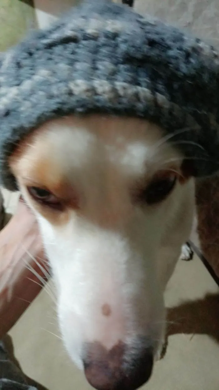 Cachorro ra a SRD-ViraLata idade 3 anos nome BRYAN 