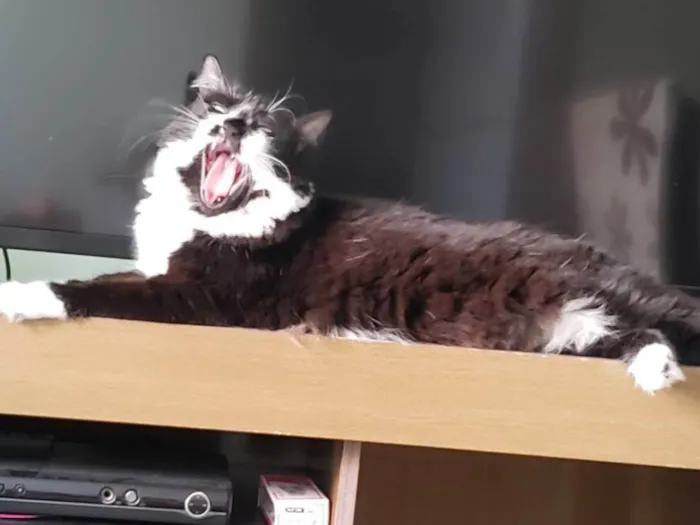 Gato ra a SRD-ViraLata idade 3 anos nome Ana