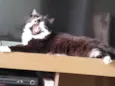 Ana
