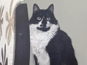 Gato raça SRD-ViraLata idade 3 anos nome Ana