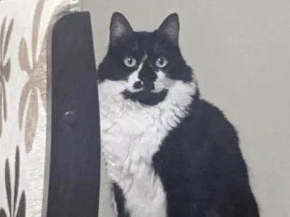 Gato raça SRD-ViraLata idade 3 anos nome Ana