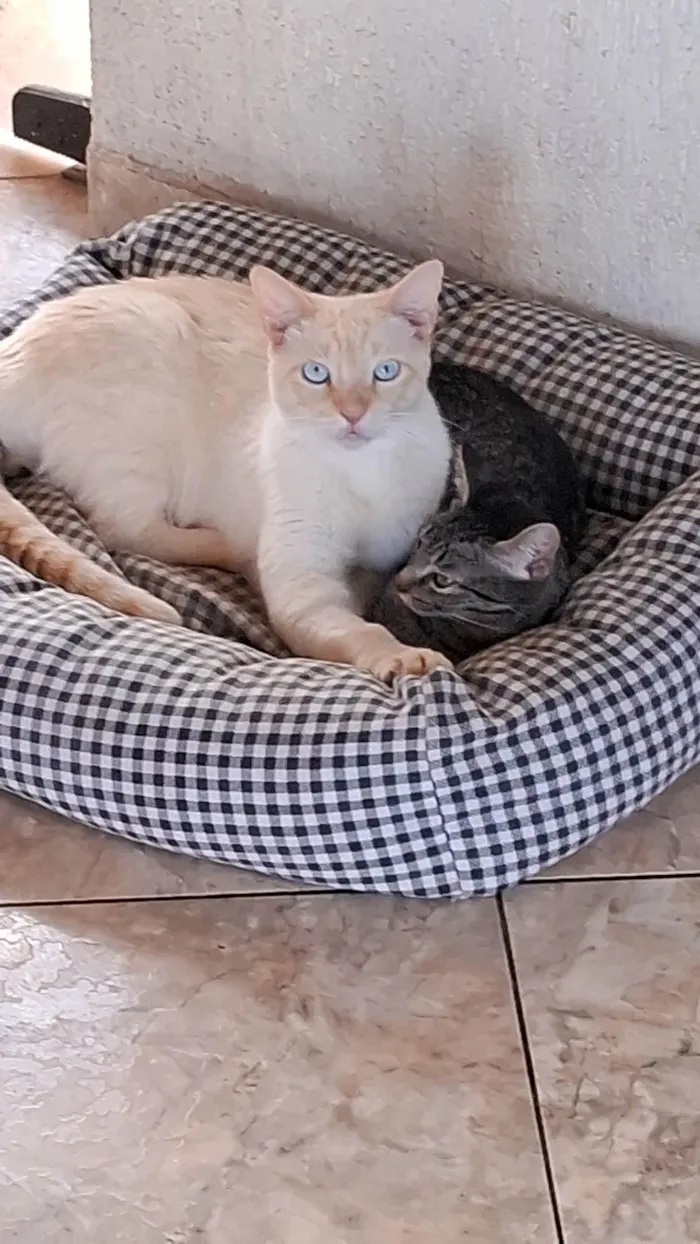 Gato ra a SRD-ViraLata idade 2 a 6 meses nome Nina 
