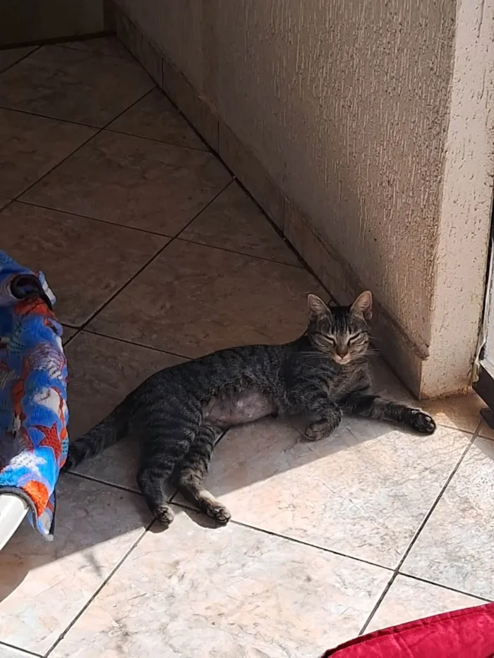 Gato ra a SRD-ViraLata idade 2 a 6 meses nome Nina 