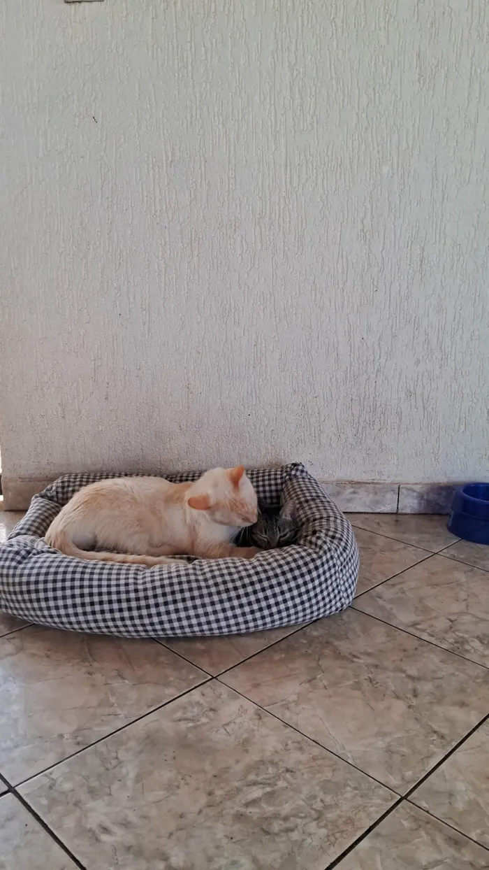 Gato ra a SRD-ViraLata idade 2 a 6 meses nome Nina 