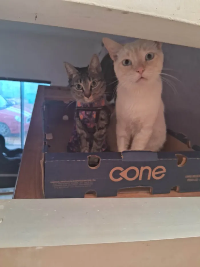 Gato ra a SRD-ViraLata idade 2 a 6 meses nome Nina 