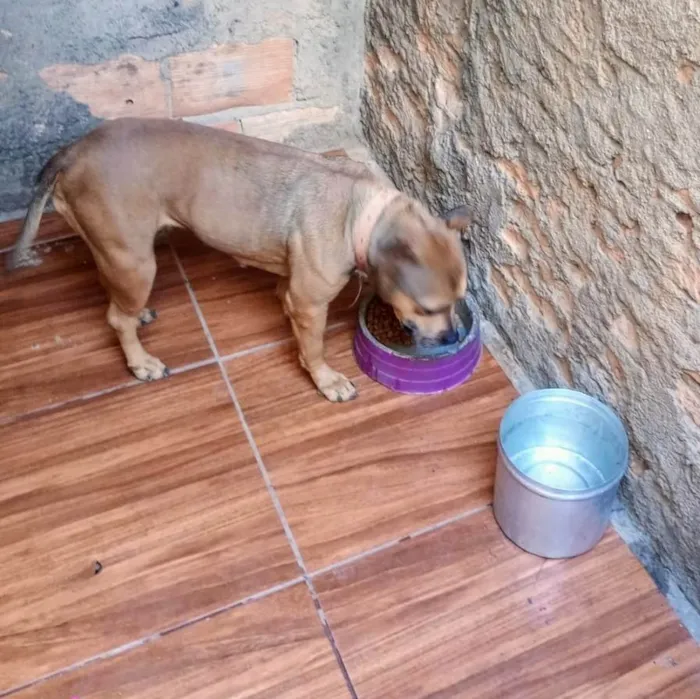 Cachorro ra a AmericanBully idade 6 ou mais anos nome Leona