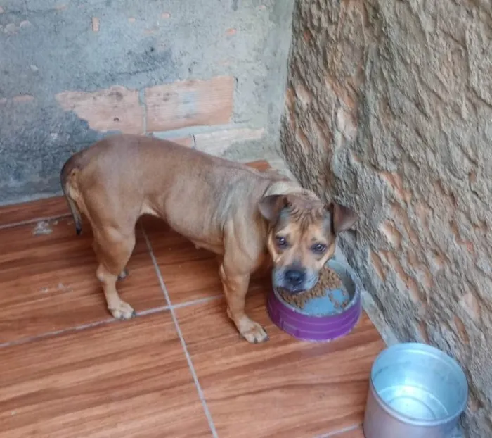 Cachorro ra a AmericanBully idade 6 ou mais anos nome Leona