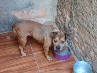 Cachorro raça AmericanBully idade 6 ou mais anos nome Leona